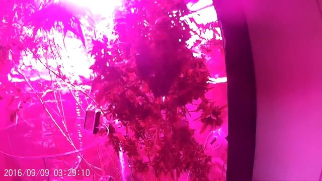 600w LED 2x4 Veg. 1200w LED 4x4 Flower 2' 4 light T-5 for clones and seedling смотреть онлайн