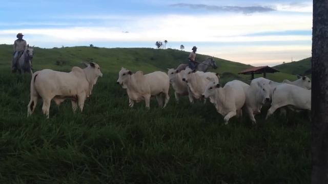 Produção Nevi da EAO (Quark x Pacara IZ) смотреть онлайн