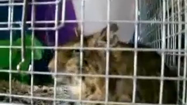 Крыса смеется