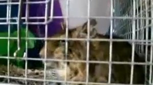 Крыса смеется