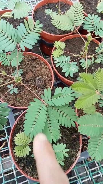Mimosa. Acacia Dealbata смотреть онлайн