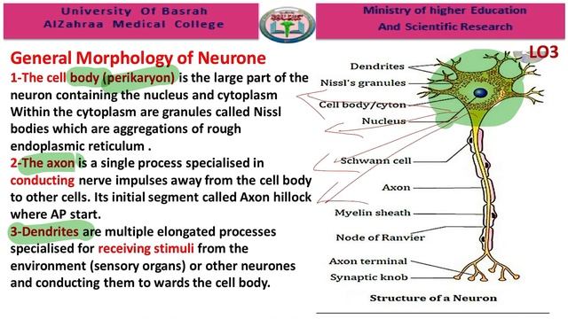 Session 2 (cellular physiological of the brain) смотреть онлайн
