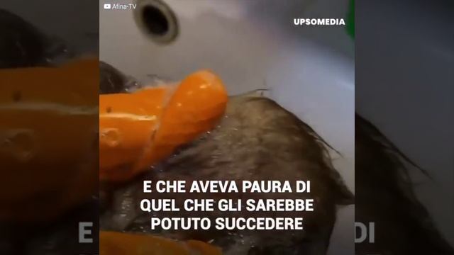Cucciolo Di Volpe Resta Intrappolato In Una Rete Di Plastica, è Stato Salvato In Un Bosco In Russia