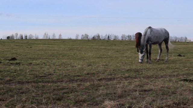 Рыбу не поймали, зато потрогали лошадей смотреть онлайн