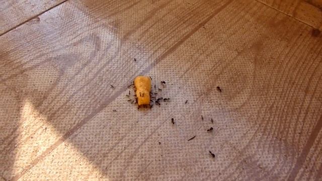 Ant attack смотреть онлайн