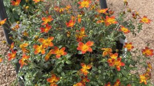 Сеянцы Биденс тянутся, промежуточное пикирование.