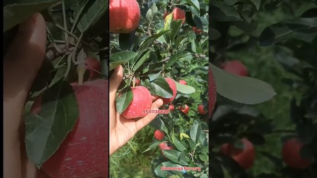 Schnico Gala on Seedling | Previous year plantation | SN #simnaniyanursery #simnaniyaagro смотреть онлайн