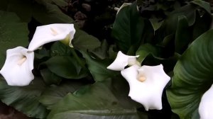 Элегантная  Калла.