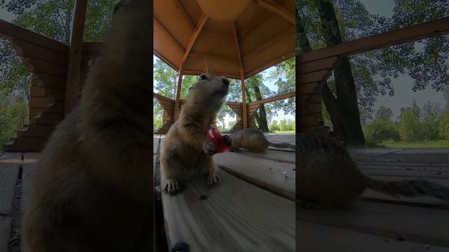 Красноярские суслики смотреть онлайн