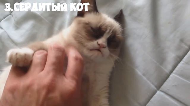 5 САМЫХ ПОПУЛЯРНЫХ КОТОВ НА YOUTUBE смотреть онлайн
