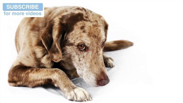 Music for Dog Sitters! Are you a Dog Walker or Dog Sitter? This Music will Help Calm Down the Dogs! смотреть онлайн