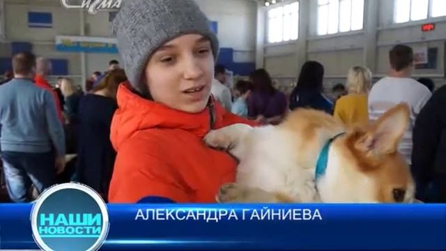 Четвероногий бомонд смотреть онлайн
