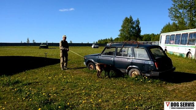 Бельгийская овчарка по кличке Мара. Тренировка по поиску взрывчатых веществ на транспорте. смотреть онлайн
