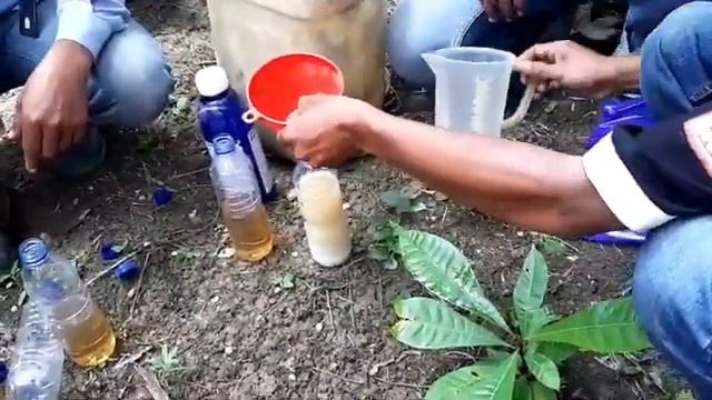 Pengendalain Ulat Api di Areal Tanaman Sawit Menghasilkan. Sumber PPKS смотреть онлайн