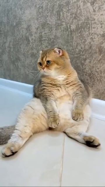 кот кошка кэт cat смотреть онлайн