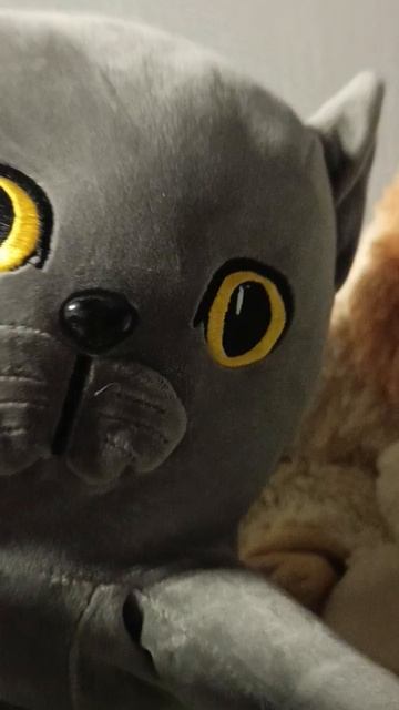 коооооот смотреть онлайн