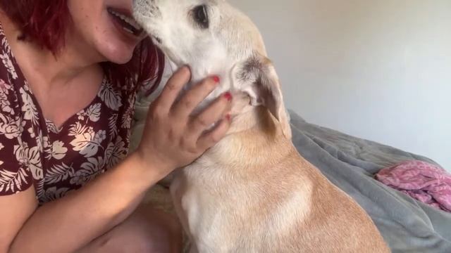 LIVE: MEU GATO NÃO DORME A NOITE смотреть онлайн