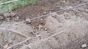 Самый простой способ укрытие винограда на зиму.