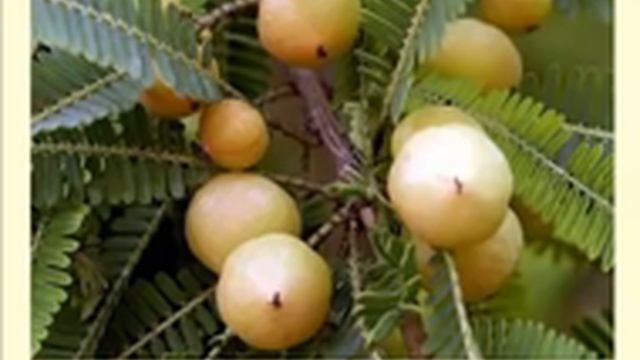 Ресвератрол - Доктор Александр Штабель о Витаспрее Veratrol AliveMax смотреть онлайн
