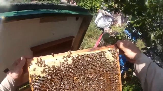 Волновая, щадящая откачка мёда смотреть онлайн