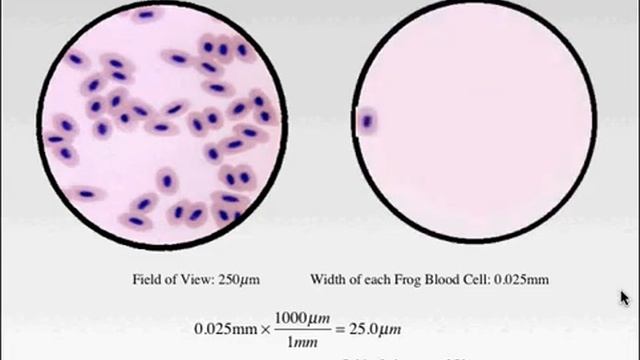 Science 10 Microscope смотреть онлайн