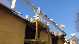 #Pigeon Kaftar Kabootar Russia Пермские ижевские голуби