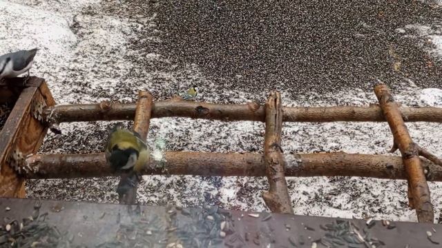 Белка искала дома шишки. смотреть онлайн