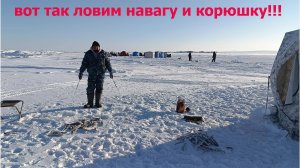 Зимняя рыбалка на навагу. Залив Счастья.