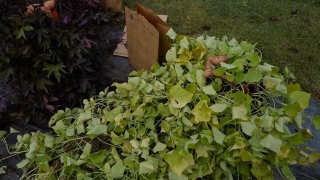 Get It Growing: Edible, ornamental sweet potatoes offer beauty and nutrition смотреть онлайн