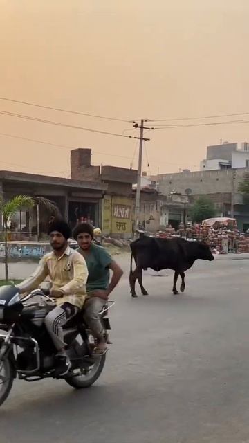 Индия, одним словом 🇮🇳❤️ #индия #корова #жизнь #животное #ютубер #india #cow смотреть онлайн