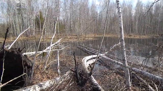 Весенняя охота Поиск места для скрадка смотреть онлайн