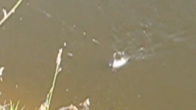 окунь на поводок.wmv