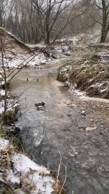 Звуки природы #shorts #земнойирий #природа #уточки #утки #птицы #река #asmr смотреть онлайн