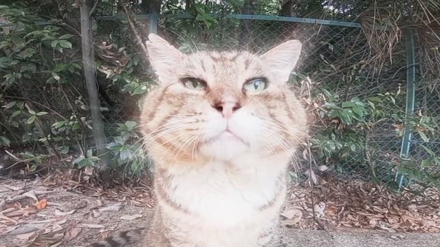 Эдит с котом - Edit смотреть онлайн