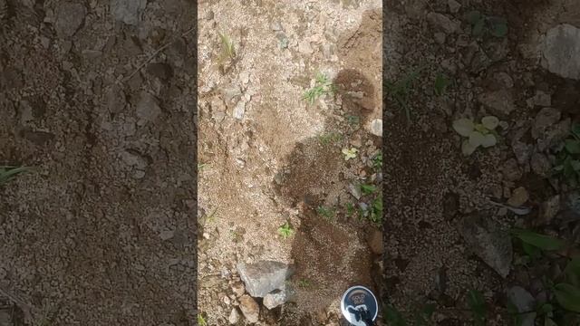 metal detektor mendeteksi batu yng ada emas nya.... смотреть онлайн