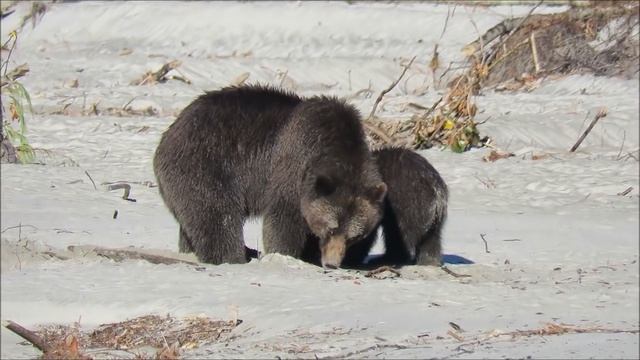Grizzly on the Squamish river Oct 13,2018 смотреть онлайн
