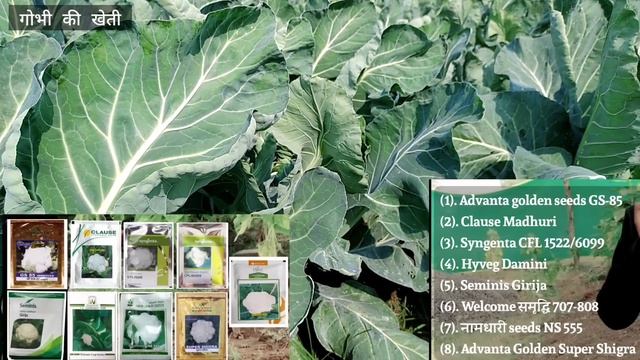 Cauliflower Top-8 Hybrid Variety | phool gobhi ki kismen | hybrid variety | gobhi ki kheti смотреть онлайн