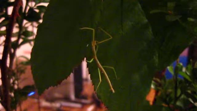 Patyczak rogaty (Medauroidea extradentata) je!/ Vietnamese stick insect eating! смотреть онлайн