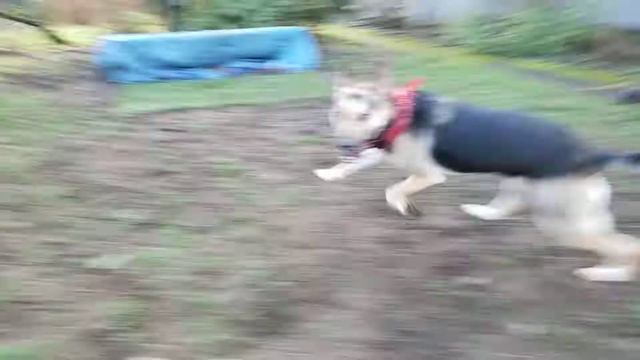 Luna the lunatic running after new friend Milli смотреть онлайн