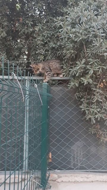 кормлю стадо бездомных кошек 😻#турция смотреть онлайн