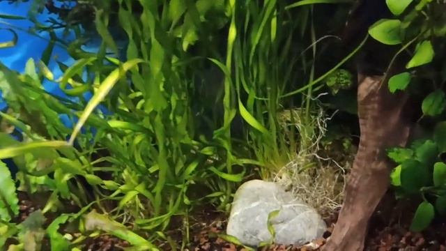 Мой 100 л аквариум в июле/My 100-liter tank in July смотреть онлайн