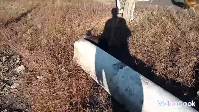 VLOG На улице очень тепло. Кормушка. Отвечаю на ваши вопросы смотреть онлайн