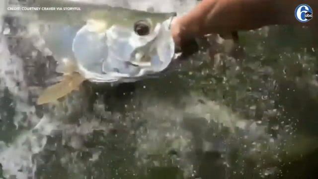 Video shows tarpon swallowing teen's hand in Florida Keys смотреть онлайн