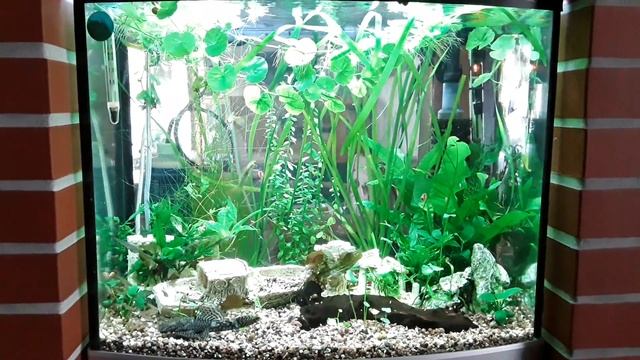 Sera LED Aquarium Beleuchtung nach 2 Wochen смотреть онлайн