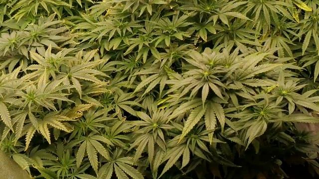 Culture Indoor floraison j+11 HPS 600w vs LED 600w смотреть онлайн