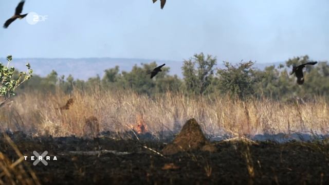 Warum Tiere Feuer legen | Terra X plus смотреть онлайн