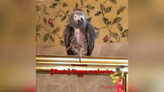 Typical Conversation with Marcia & Einstein: Squirrels, Popcorn, and More! смотреть онлайн