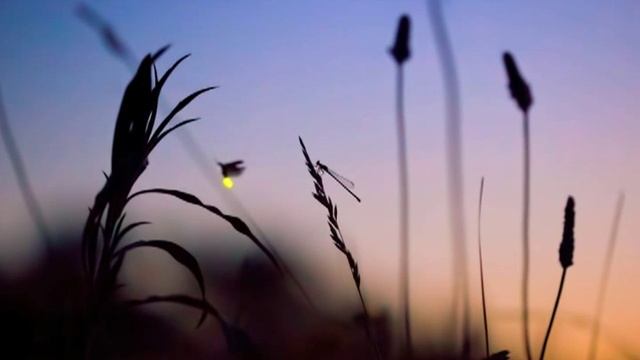 Firefly Experience смотреть онлайн