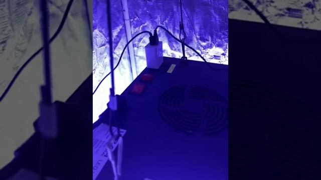 VIPARSPECTRA 600W LED Grow Light,with Daisy Chain,Veg and Bloom Switches Review смотреть онлайн