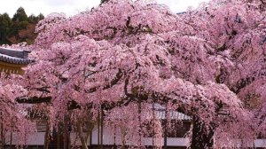 САДЫ ЯПОНИИ Частная резиденция СИДЗУОКА "плакучие персики Рендайдзи" и рисовое поле в Мацузаки-те.